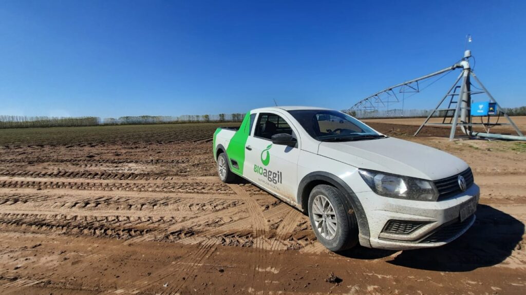 campaña de siembra de ajo 2026